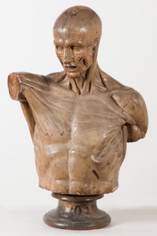Écorché au bras tendu [Head and torso only], 1767. Creator: Unknown