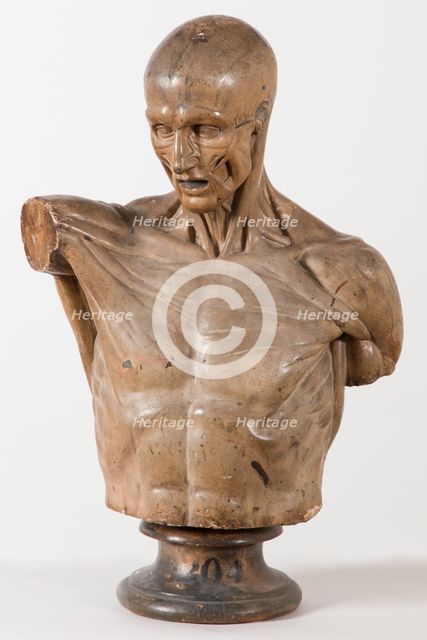 Écorché au bras tendu [Head and torso only], 1767. Creator: Unknown.