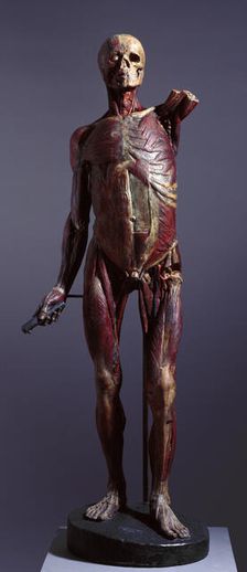 Ecorché figure, probably 1771. Creator: Unknown