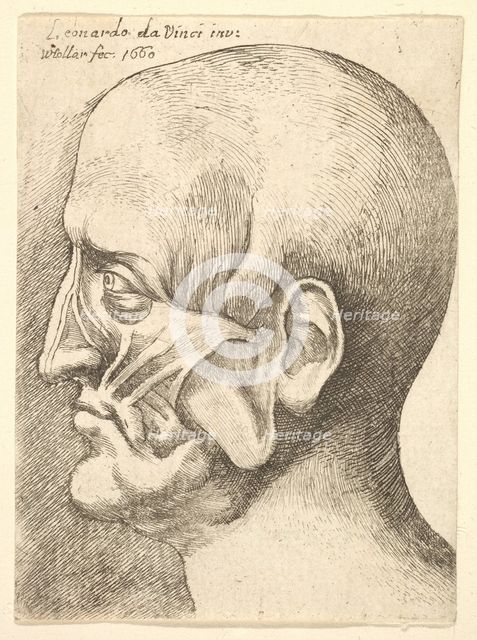 Ecorche head of a man in profile to left, 1660. Creator: Wenceslaus Hollar.