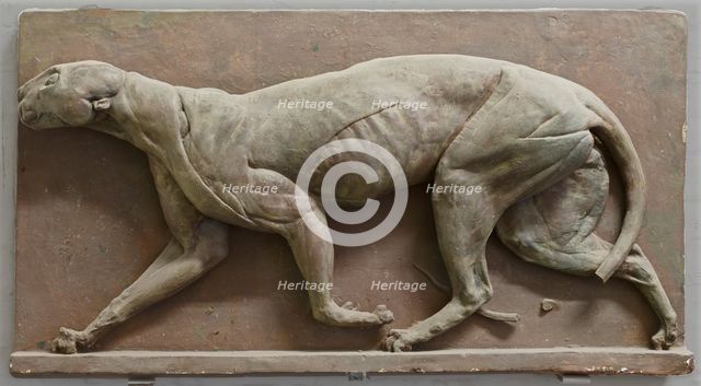 Écorché Panther, mid-late 18th century?  Creator: George Stubbs.