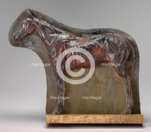 Ecorché: Relief of a Horse (Josephine), c. 1882. Creator: Thomas Eakins.