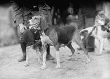 Edgewood Hunt. Hounds, 1912. Creator: Harris & Ewing
