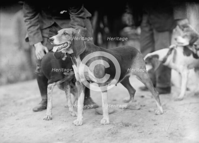 Edgewood Hunt. Hounds, 1912. Creator: Harris & Ewing.