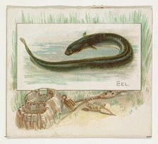 Eel, from Fish from American Waters series (N39) for Allen & Ginter Cigarettes, 1889. Creator: Allen & Ginter