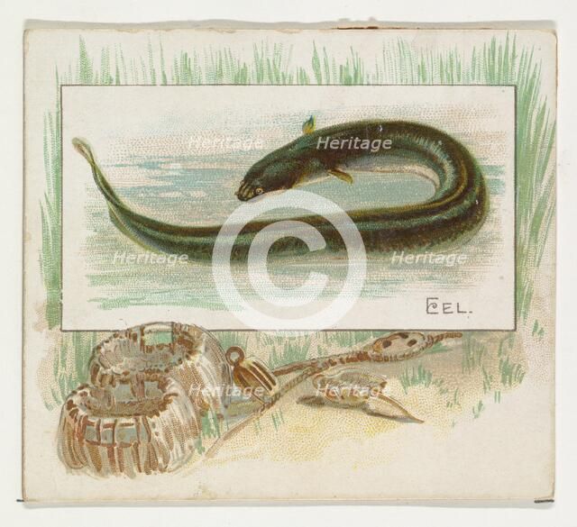 Eel, from Fish from American Waters series (N39) for Allen & Ginter Cigarettes, 1889. Creator: Allen & Ginter.