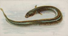 Eel, from the Fish from American Waters series (N8) for Allen & Ginter Cigarettes Brands, 1889. Creator: Allen & Ginter