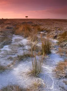 Egton Moor, North Yorkshire, 2010. Creator: Mike Kipling