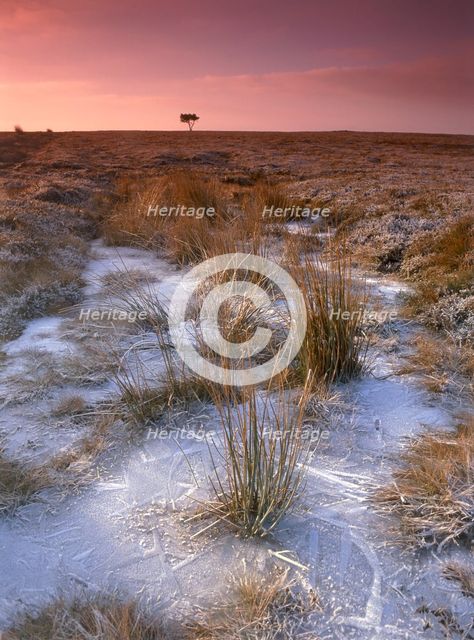 Egton Moor, North Yorkshire, 2010. Creator: Mike Kipling.