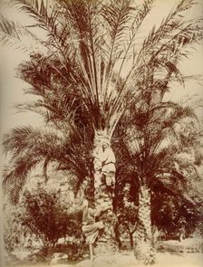 Egypt, 1880. Creator: Hippolyte Arnoux