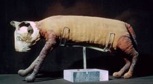 Egyptian mummy of a cat from the Louvre's collection