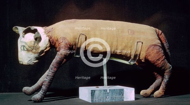 Egyptian mummy of a cat from the Louvre's collection. Artist: Unknown