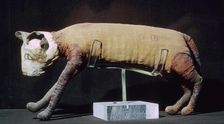 Egyptian mummy of a cat from the Louvre's collection