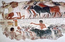 Egyptian wall-painting of the inspection of cattle