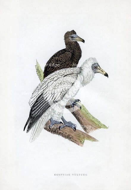 'Egyptian Vulture', c19th century. Artist: Unknown