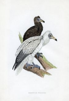 Egyptian Vulture c19th century