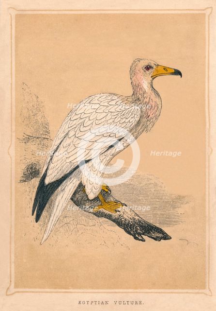 'Egyptian Vulture', (Neophron percnopterus), c1850, (1856). Artist: Unknown.