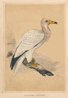 Egyptian Vulture (Neophron percnopterus), c1850, (1856)