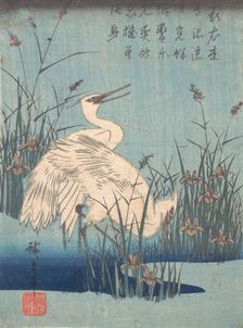 Egret in Iris and Grasses, ca. 1837., ca. 1837. Creator: Ando Hiroshige
