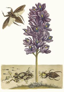 Eichhornia crassipes. From the Book Metamorphosis insectorum Surinamensium, 1705. Creator: Merian, Maria Sibylla (1647-1717)