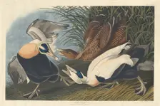 Eider Duck, 1835. Creator: Robert Havell