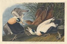 Eider Duck, 1835. Creator: Robert Havell