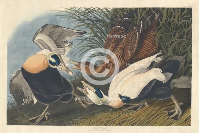 Eider Duck, 1835. Creator: Robert Havell.
