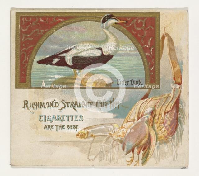 Eider Duck, from the Game Birds series (N40) for Allen & Ginter Cigarettes, 1888-90. Creator: Allen & Ginter.