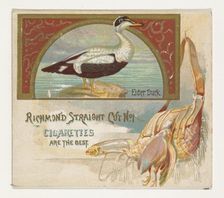 Eider Duck, from the Game Birds series (N40) for Allen & Ginter Cigarettes, 1888-90. Creator: Allen & Ginter
