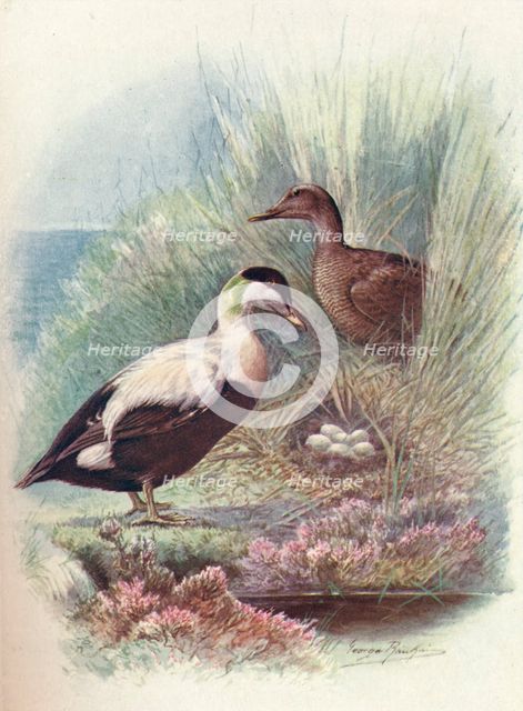 'Eider-Duck - Somate'ria mollis'sima', c1910, (1910). Artist: George James Rankin.