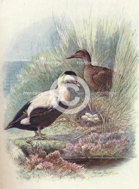 'Eider-Duck - Somate'ria mollis'sima', c1910, (1910). Artist: George James Rankin.