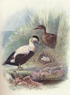 Eider-Duck - Somate'ria mollis'sima c1910, (1910). Artist: George James Rankin