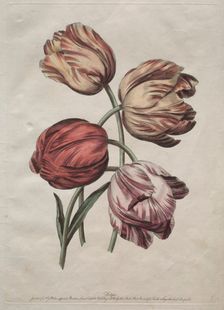 Eight Beautiful Groups of Natural Flowers in Outlines by de la Cour: Tulips, c. 1770. Creator: Robert Sayer (British)