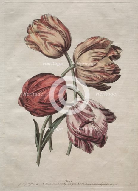 Eight Beautiful Groups of Natural Flowers in Outlines by de la Cour: Tulips, c. 1770. Creator: Robert Sayer (British).
