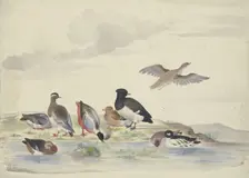 Eight ducks of various species on the water, 17th century. Creator: Pieter Holsteyn