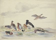 Eight ducks of various species on the water, 17th century. Creator: Pieter Holsteyn