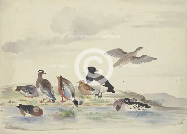 Eight ducks of various species on the water, 17th century. Creator: Pieter Holsteyn.