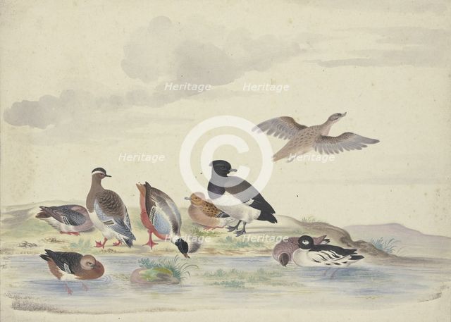 Eight ducks of various species on the water, 17th century. Creator: Pieter Holsteyn.