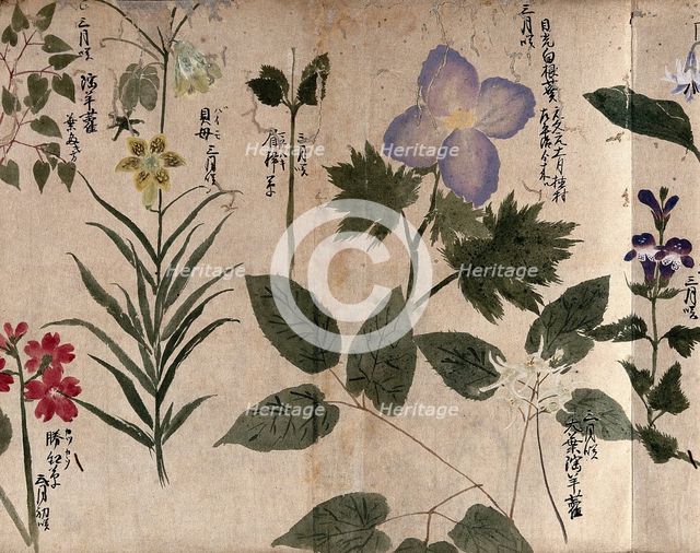 Eight flowering plants, including a labiate, 1870. Creator: Unknown.