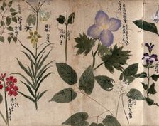 Eight flowering plants, including a labiate, 1870. Creator: Unknown
