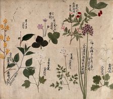 Eight flowering plants, possibly including a species of Allium and an Australian fuchsia..., 1870. Creator: Unknown