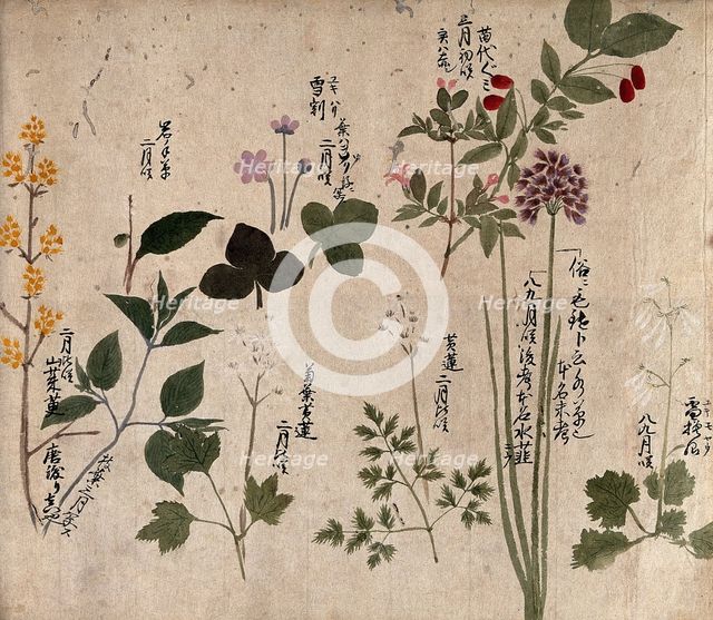 Eight flowering plants, possibly including a species of Allium and an Australian fuchsia..., 1870. Creator: Unknown.