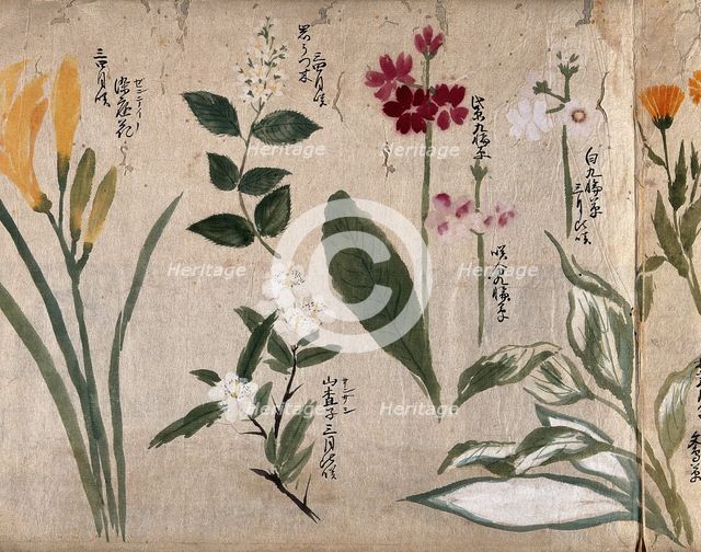 Eight flowering plants, possibly including species of Hosta, Primula, and a daylily, 1870. Creator: Unknown.