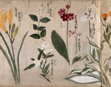 Eight flowering plants, possibly including species of Hosta, Primula, and a daylily, 1870. Creator: Unknown