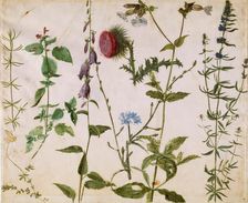 Eight Studies of Wild Flowers, ca 1515-1520. Creator: Dürer, Albrecht (1471-1528)