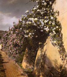 "El Fureidis," James Waldron Gillespie house, Parra Grande Lane, Montecito, California, 1917. Creator: Frances Benjamin Johnston