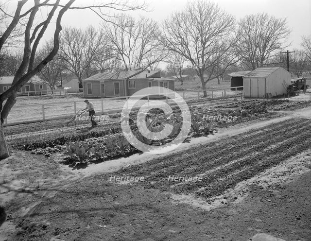 El Monte federal subsistence homesteads, California, 1936. Creator: Dorothea Lange.
