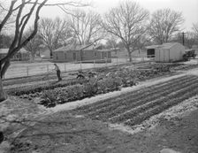 El Monte federal subsistence homesteads, California, 1936. Creator: Dorothea Lange