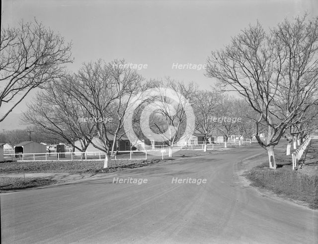 El Monte federal subsistence homesteads, California, 1936. Creator: Dorothea Lange.