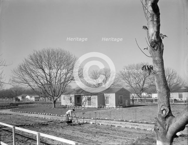 El Monte federal subsistence Homesteads, California, 1936. Creator: Dorothea Lange.